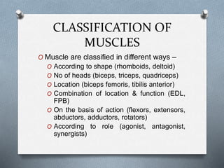 CLASSIFICATION OF
MUSCLES
O Muscle are classified in different ways –
O According to shape (rhomboids, deltoid)
O No of heads (biceps, triceps, quadriceps)
O Location (biceps femoris, tibilis anterior)
O Combination of location & function (EDL,
FPB)
O On the basis of action (flexors, extensors,
abductors, adductors, rotators)
O According to role (agonist, antagonist,
synergists)
 