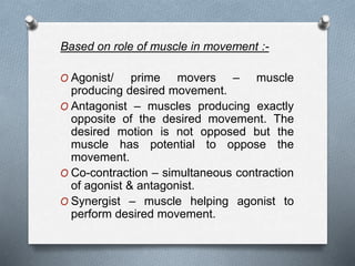 Based on role of muscle in movement :-
O Agonist/ prime movers – muscle
producing desired movement.
O Antagonist – muscles producing exactly
opposite of the desired movement. The
desired motion is not opposed but the
muscle has potential to oppose the
movement.
O Co-contraction – simultaneous contraction
of agonist & antagonist.
O Synergist – muscle helping agonist to
perform desired movement.
 