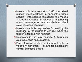 O Muscle spindle – consist of 2-10 specialised
muscle fibers enclosed in connective tissue
sheath – interspersed throughout the muscle
– sensitive to length & velocity of lengthening
– send message to brain (cerebellum) about
state of stretch of muscle.
O Muscle spindle is responsible for sending the
message to the muscle to contract when the
tendon is tapped with hammer.
O Receptors in the joint capsule & ligaments
also influences muscle activity.
O Feed forward control – important role in
voluntary movement – allows for anticipatory
control of muscle action.
 