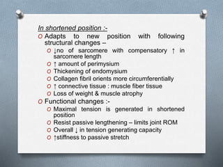 In shortened position :-
O Adapts to new position with following
structural changes –
O ↓no of sarcomere with compensatory ↑ in
sarcomere length
O ↑ amount of perimysium
O Thickening of endomysium
O Collagen fibril orients more circumferentially
O ↑ connective tissue : muscle fiber tissue
O Loss of weight & muscle atrophy
O Functional changes :-
O Maximal tension is generated in shortened
position
O Resist passive lengthening – limits joint ROM
O Overall ↓ in tension generating capacity
O ↑stiffness to passive stretch
 