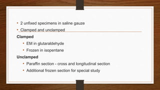 • 2 unfixed specimens in saline gauze
• Clamped and unclamped
Clamped
• EM in glutaraldehyde
• Frozen in isopentane
Unclamped
• Paraffin section - cross and longitudinal section
• Additional frozen section for special study
 