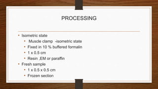 PROCESSING
• Isometric state
• Muscle clamp -isometric state
• Fixed in 10 % buffered formalin
• 1 x 0.5 cm
• Resin ,EM or paraffin
• Fresh sample
• 1 x 0.5 x 0.5 cm
• Frozen section
 