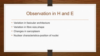 Observation in H and E
• Variation in fasicular architecture
• Variation in fibre size,shape
• Changes in sarcoplasm
• Nuclear characteristics-position of nuclei
 