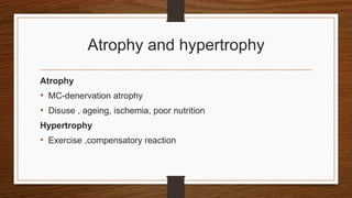 Atrophy and hypertrophy
Atrophy
• MC-denervation atrophy
• Disuse , ageing, ischemia, poor nutrition
Hypertrophy
• Exercise ,compensatory reaction
 