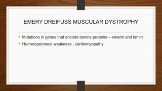 EMERY DREIFUSS MUSCULAR DYSTROPHY
• Mutations in genes that encode lamina proteins – emerin and lamin
• Humeroperoneal weakness , cardiomyopathy
 