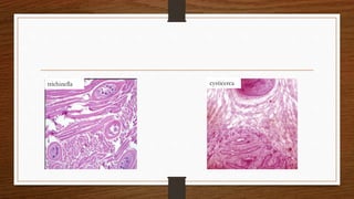 trichinella cysticerca
 