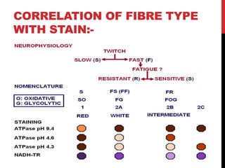 Muscle biopsy –INDICATIONS, processing and morphology.pptx