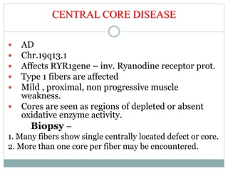 CENTRAL CORE DISEASE
 AD
 Chr.19q13.1
 Affects RYR1gene – inv. Ryanodine receptor prot.
 Type 1 fibers are affected
 Mild , proximal, non progressive muscle
weakness.
 Cores are seen as regions of depleted or absent
oxidative enzyme activity.
Biopsy –
1. Many fibers show single centrally located defect or core.
2. More than one core per fiber may be encountered.
 