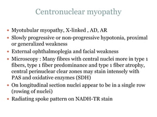 Centronuclear myopathy
 Myotubular myopathy, X-linked , AD, AR
 Slowly progressive or non-progressive hypotonia, proximal
or generalized weakness
 External ophthalmoplegia and facial weakness
 Microscopy : Many fibres with central nuclei more in type 1
fibers, type 1 fiber predominance and type 1 fiber atrophy,
central perinuclear clear zones may stain intensely with
PAS and oxidative enzymes (SDH)
 On longitudinal section nuclei appear to be in a single row
(rowing of nuclei)
 Radiating spoke pattern on NADH-TR stain
 