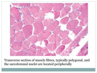 Transverse section of muscle fibres, typically polygonal, and
the sarcolemmal nuclei are located peripherally
 