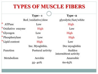 Type - 1 Type -2
Red /oxidative/slow glycolytic/fast/white
* ATPase Low High
*Oxidative enzyme High Low
*Glycogen Low High
*Phosphorylase Low High
*Lipid content High Low
Inc. Myoglobin. Dec myoglobin
Function Postural activity Sudden
intermittent activity
Metabolism Aerobic Anareobic
35- 40% 60-65%
TYPES OF MUSCLE FIBERS
 