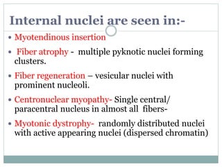 Internal nuclei are seen in:-
 Myotendinous insertion
 Fiber atrophy - multiple pyknotic nuclei forming
clusters.
 Fiber regeneration – vesicular nuclei with
prominent nucleoli.
 Centronuclear myopathy- Single central/
paracentral nucleus in almost all fibers-
 Myotonic dystrophy- randomly distributed nuclei
with active appearing nuclei (dispersed chromatin)
 
