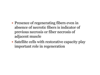  Presence of regenerating fibers even in
absence of necrotic fibers is indicator of
previous necrosis or fiber necrosis of
adjacent muscle
 Satellite cells with restorative capacity play
important role in regeneration
 