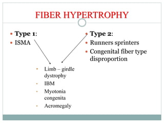 FIBER HYPERTROPHY
 Type 1:
 ISMA
 Type 2:
 Runners sprinters
 Congenital fiber type
disproportion
• Limb – girdle
dystrophy
• IBM
• Myotonia
congenita
• Acromegaly
 