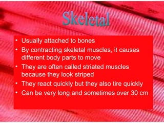 Usually attached to bones By contracting skeletal muscles, it causes different body parts to move They are often called striated muscles because they look striped They react quickly but they also tire quickly Can be very long and sometimes over 30 cm Skeletal 