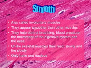 Also called involuntary muscles  They appear smoother than other muscles They help control breathing, blood pressure, the movement of the digestive system and the eyes Unlike skeletal muscles they react slowly and tire slowly Only have one nucleus  Smooth 