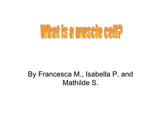 By Francesca M., Isabella P. and Mathilde S. What is a muscle cell? 