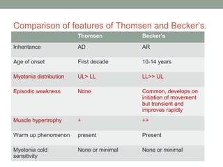 Comparison of features of Thomsen and Becker’s.
Thomsen Becker’s
Inheritance AD AR
Age of onset First decade 10-14 years
Myotonia distribution UL> LL LL>> UL
Episodic weakness None Common, develops on
initiation of movement
but transient and
improves rapidly
Muscle hypertrophy + ++
Warm up phenomenon present Present
Myotonia cold
sensitivity
None or minimal None or minimal
 