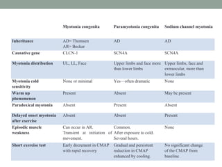   Myotonia congenita Paramyotonia congenita Sodium channel myotonia
Inheritance  AD= Thomsen
AR= Becker
AD AD
Causative gene CLCN-1 SCN4A SCN4A
Myotonia distribution UL, LL, Face Upper limbs and face more
than lower limbs
Upper limbs, face and
extraocular, more than
lower limbs
Myotonia cold
sensitivity
None or minimal Yes—often dramatic None
Warm up
phenomenon
Present Absent May be present
Paradoxical myotonia  Absent Present Absent
Delayed onset myotonia
after exercise
Absent Absent Present
Episodic muscle
weakness
Can occur in AR.
Transient at initiation of
movement.
Common.
After exposure to cold.
Several hours.
None
Short exercise test Early decrement in CMAP
with rapid recovery
Gradual and persistent
reduction in CMAP
enhanced by cooling.
No significant change
of the CMAP from
baseline
 