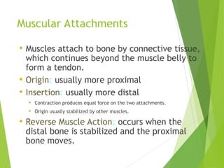 Intro to biomech- Muscle Consideration SPO 1003 2022.ppt