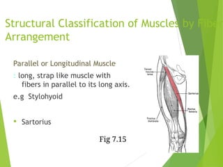 Strap Parallel Muscle Intro to biomech- Muscle Consideration SPO 1003 2022.ppt