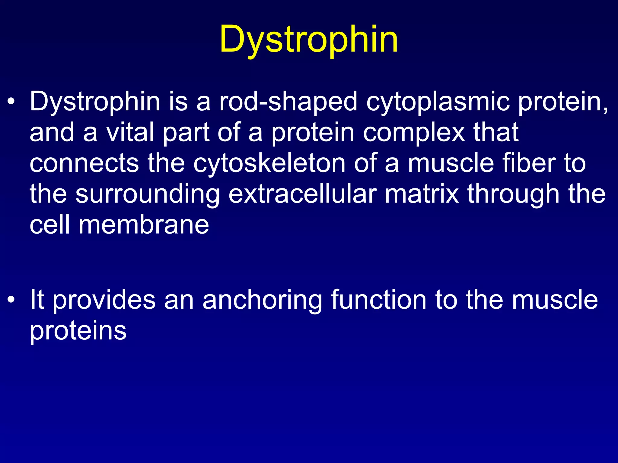 Muscle contraction | PPT