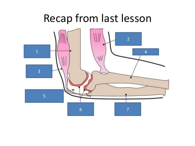 Muscle contraction Higher Level Biology IB