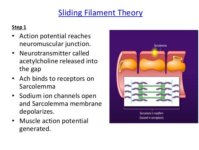 Muscle contraction Higher Level Biology IB