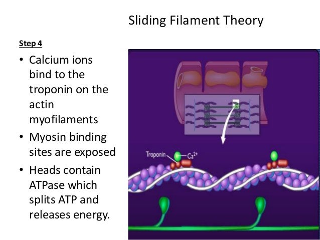 Muscle contraction Higher Level Biology IB