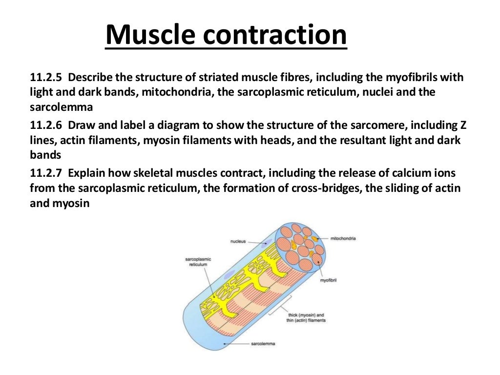 Muscle contraction Higher Level Biology IB Muscle contraction Higher Level Biology IB