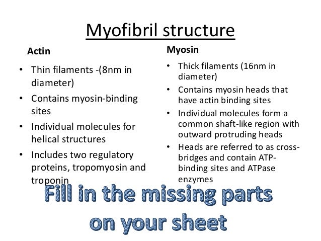 Sliding Filament Theory Diagram Simple - Diagram Media