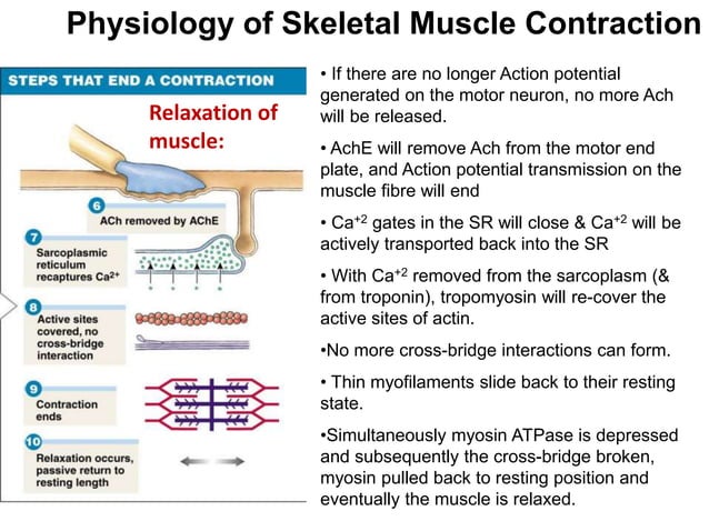 muscle contraction.pptx