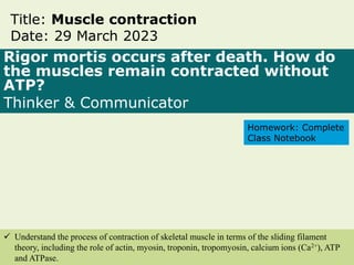 Rigor mortis occurs after death. How do
the muscles remain contracted without
ATP?
Thinker & Communicator
Title: Muscle contraction
Date: 29 March 2023
 Understand the process of contraction of skeletal muscle in terms of the sliding filament
theory, including the role of actin, myosin, troponin, tropomyosin, calcium ions (Ca2+), ATP
and ATPase.
Homework: Complete
Class Notebook
 
