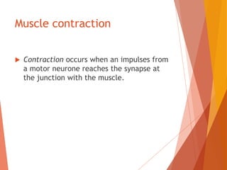 Muscle contraction
 Contraction occurs when an impulses from
a motor neurone reaches the synapse at
the junction with the muscle.
 
