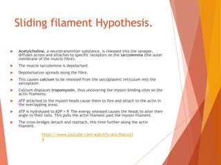 Sliding filament Hypothesis.
 Acetylcholine, a neurotransmitter substance, is released into the synapse,
diffuses across and attaches to specific receptors on the sarcolemma (the outer
membrane of the muscle fibre).
 The muscle sarcolemma is depolarised.
 Depolarisation spreads along the fibre.
 This causes calcium to be released from the sarcoplasmic reticulum into the
sarcoplasm.
 Calcium displaces tropomyosin, thus uncovering the myosin binding sites on the
actin filaments.
 ATP attached to the myosin heads cause them to flex and attach to the actin in
the overlapping areas.
 ATP is hydrolysed to ADP + P. The energy released causes the heads to alter their
angle to their tails. This pulls the actin filament past the myosin filament.
 The cross-bridges detach and reattach, this time further along the actin
filament.
https://www.youtube.com/watch?v=aUc3h6LvdJ
4
 