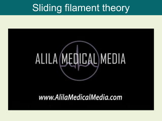 Sliding filament theory
 
