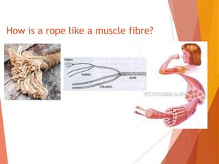 How is a rope like a muscle fibre?
 