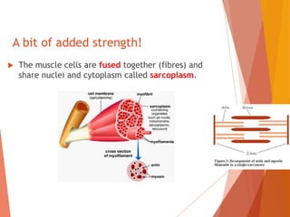 A bit of added strength!
 The muscle cells are fused together (fibres) and
share nuclei and cytoplasm called sarcoplasm.
 