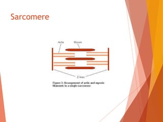 Sarcomere
 