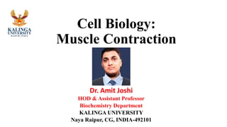 Cell Biology:
Muscle Contraction
Dr. Amit Joshi
HOD & Assistant Professor
Biochemistry Department
KALINGA UNIVERSITY
Naya Raipur, CG, INDIA-492101
 