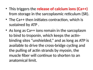Muscle contraction easily explained..human physiology | PPTX