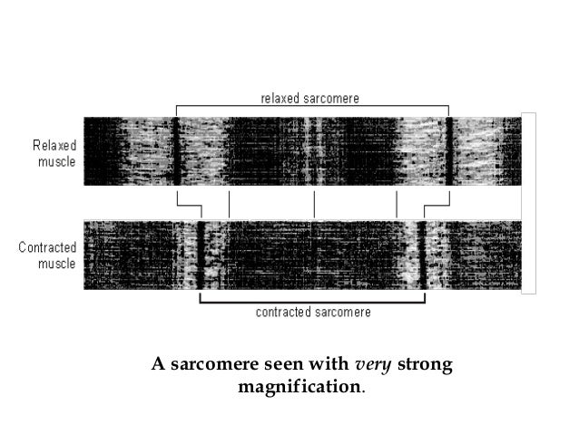 how a muscle contracts Review of the process in skeletal muscle: skeletal muscle has a well-defined system for producing excitation of the skeletal muscle cells an alpha-motoneuron. how a muscle contracts Review of the process in skeletal muscle: skeletal muscle has a well-defined system for producing excitation of the skeletal muscle cells an alpha-motoneuron.