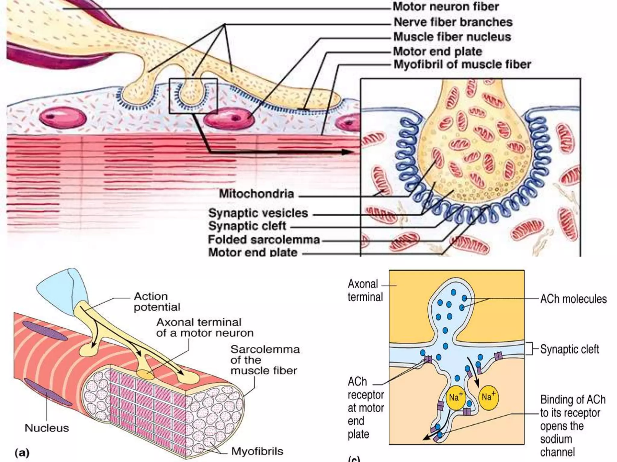 Muscle contraction mechanism chirantan mandal | PPTX