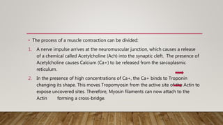 • The process of a muscle contraction can be divided:
1. A nerve impulse arrives at the neuromuscular junction, which causes a release
of a chemical called Acetylcholine (Ach) into the synaptic cleft. The presence of
Acetylcholine causes Calcium (Ca+) to be released from the sarcoplasmic
reticulum.
2. In the presence of high concentrations of Ca+, the Ca+ binds to Troponin
changing its shape. This moves Tropomyosin from the active site of the Actin to
expose uncovered sites. Therefore, Myosin filaments can now attach to the
Actin forming a cross-bridge.
 