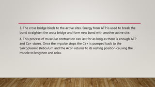 3. The cross bridge binds to the active sites. Energy from ATP is used to break the
bond straighten the cross bridge and form new bond with another active site.
4. This process of muscular contraction can last for as long as there is enough ATP
and Ca+ stores. Once the impulse stops the Ca+ is pumped back to the
Sarcoplasmic Reticulum and the Actin returns to its resting position causing the
muscle to lengthen and relax.
 