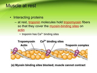 Muscle at rest
• Interacting proteins
– at rest, troponin molecules hold tropomyosin fibers
so that they cover the myosin-binding sites on
actin
• troponin has Ca2+ binding sites
 