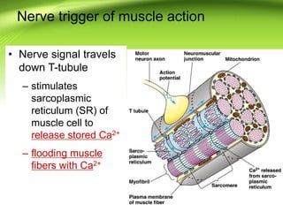 • Nerve signal travels
down T-tubule
– stimulates
sarcoplasmic
reticulum (SR) of
muscle cell to
release stored Ca2+
– flooding muscle
fibers with Ca2+
Nerve trigger of muscle action
 
