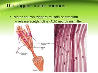 The Trigger: motor neurons
• Motor neuron triggers muscle contraction
– release acetylcholine (Ach) neurotransmitter
 