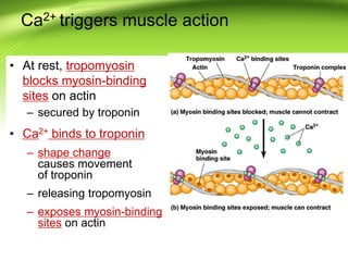 • At rest, tropomyosin
blocks myosin-binding
sites on actin
– secured by troponin
• Ca2+ binds to troponin
– shape change
causes movement
of troponin
– releasing tropomyosin
– exposes myosin-binding
sites on actin
Ca2+ triggers muscle action
 