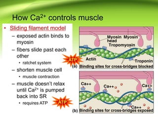 How Ca2+ controls muscle
• Sliding filament model
– exposed actin binds to
myosin
– fibers slide past each
other
• ratchet system
– shorten muscle cell
• muscle contraction
– muscle doesn’t relax
until Ca2+ is pumped
back into SR
• requires ATP
ATP
ATP
 